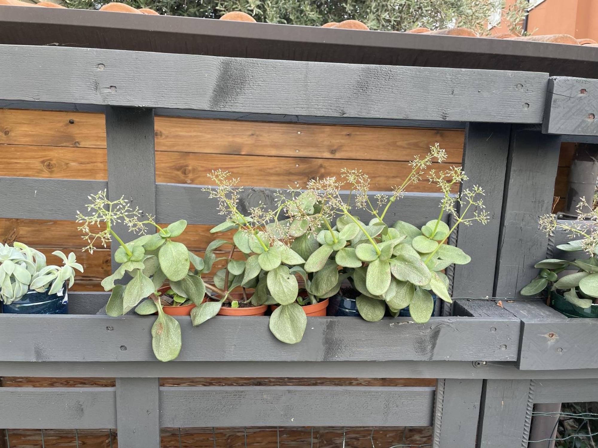 Casa Sivori Sul Di Garda Con Ampio Giardino Desenzano del Garda